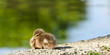 Red-crested pochard chick