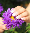 Foto: French Nails mit einer Aster French Nails mit einer Aster
