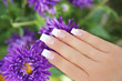 Foto: French mit Aster French mit Aster