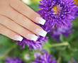 Fingernägel mit Aster