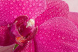 Photo: pink orchid close up pink orchid close up