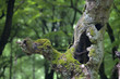 Waldgeist