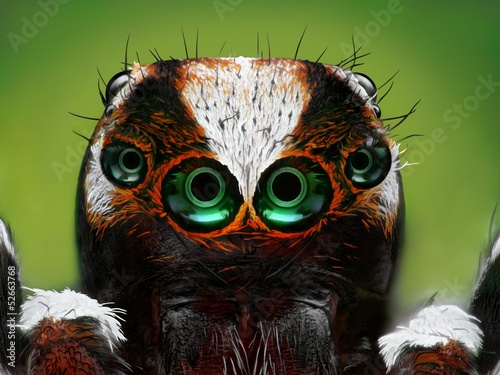 Photo: An extreme sharp close up of a Turkish jumping spider head An extreme sharp close up of a Turkish jumping spider head