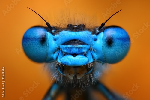 Photo: Extreme macro view of blue damselfly Extreme macro view of blue damselfly