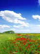 Summer Landscape
