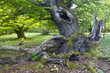 Mystischer Baum