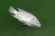 Died fish and waste water