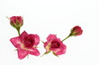 薔薇の花と蕾