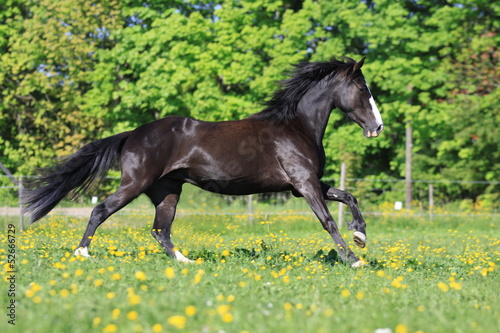 Photo: tennessee walking horse tennessee walking horse