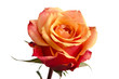 Einzelne orange Rosenblüte