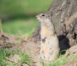 Careful gopher