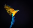 Colourful flying Ara on a dark background