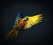 Colourful flying Ara on a dark background