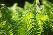 Fern - Tropische Pflanze