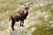 Macho montés sobre la roca en Gredos