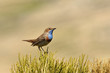 Un pechiazul en gredos