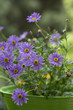 Lila Blumen