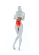 Female anatomy - digestive system