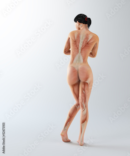 Illustration: Female anatomy Female anatomy