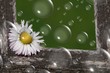 Hintergrund "natürlich"