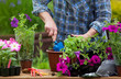 Foto: Planting surfinia flowers, gardening concept Planting surfinia flowers, gardening concept