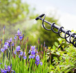 Protecting iris flower from fungal disease, gardening concept