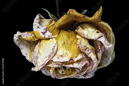 Photo: Dying Rose Dying Rose