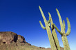 Photo: Saguaro Cactus Saguaro Cactus