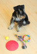 playtime