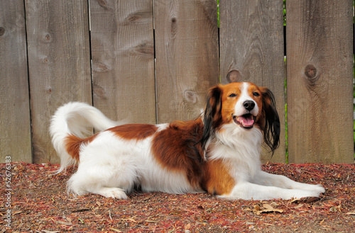 Photo: Kooikerhondje Pure Breed Dutch Dog Kooikerhondje Pure Breed Dutch Dog