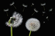 Foto: Dandelion flower and flying seeds on a black background Dandelion flower and flying seeds on a black background