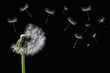 Dandelion flower and flying seeds on black background