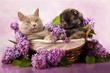 spitz puppy and cat, cat and dog