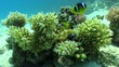 Clown Anemonefish on Coral Reef, Red sea