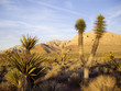 Late light on desert flora