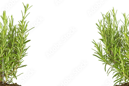 Photo: Rosmarin rechts links Rosmarin rechts links