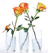 Three roses in glasses