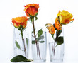 Three roses in transparent  glasses