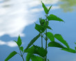 Nettle