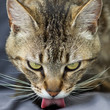 chat faisant sa toilette