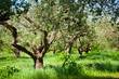 Orchard