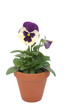 Blumentopf