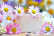 Liebe Grüße mit Gänseblümchen