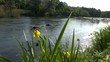 Beautiful yellow flowers on coast of the river