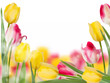 Tulips design template or background. EPS 10