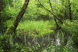 Forest swamp