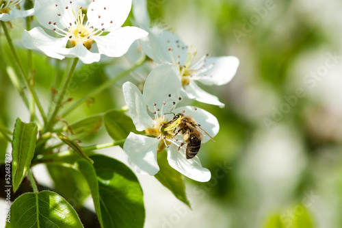 Photo: bee collects nectar bee collects nectar