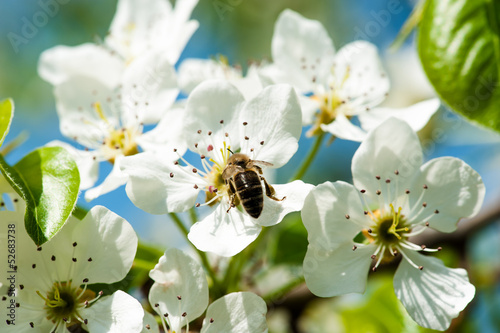 Photo: bee collects nectar bee collects nectar