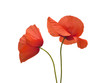 Poppy Flowers