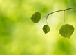 Branch with leaves in the forest